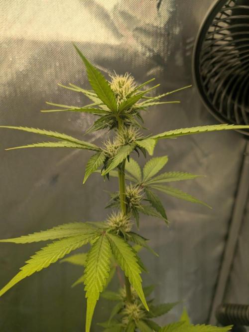 Dark Lemonade 🍋 Auto. Week 7