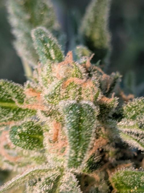 Strawberry Banana 🍌 Sun-Smash. Week 17