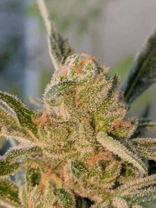Strawberry Banana 🍌 Sun-Smash. Week 17