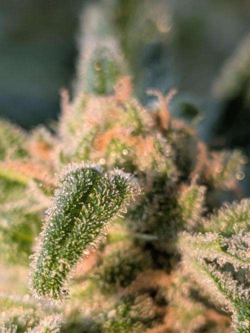 Strawberry Banana 🍌 Sun-Smash. Week 17