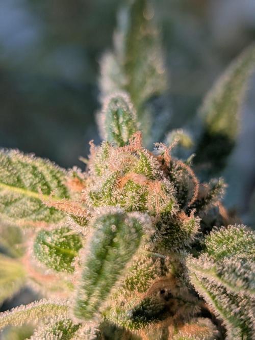 Strawberry Banana 🍌 Sun-Smash. Week 17