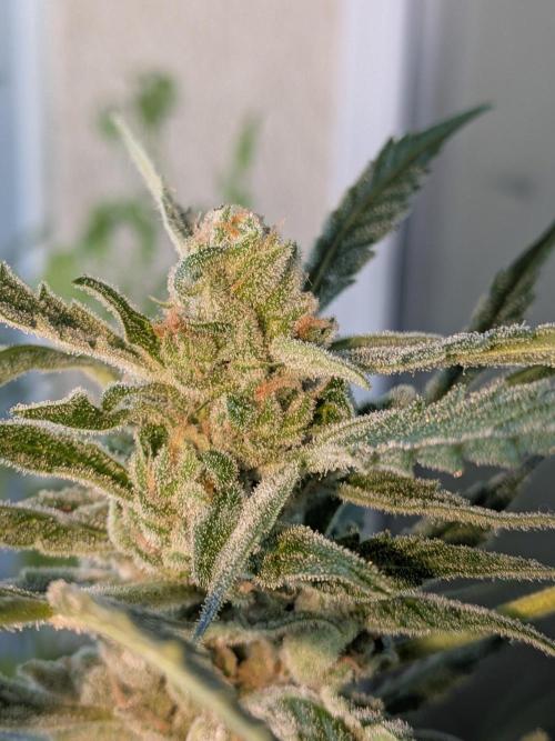 Strawberry Banana 🍌 Sun-Smash. Week 17