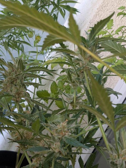 Strawberry Banana 🍌 Sun-Smash. Week 17