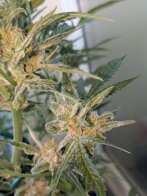 Strawberry Banana 🍌 Sun-Smash. Week 17
