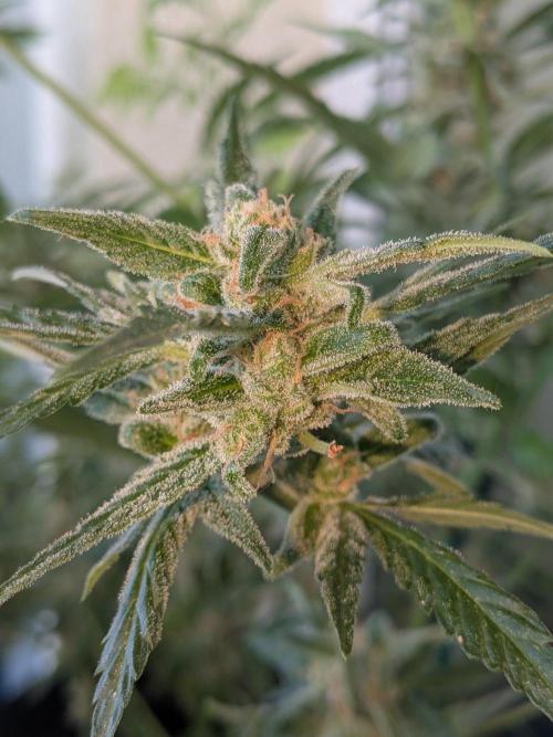 Strawberry Banana 🍌 Sun-Smash. Week 17