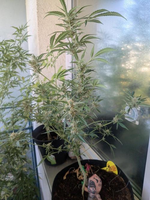 Strawberry Banana 🍌 Sun-Smash. Week 17