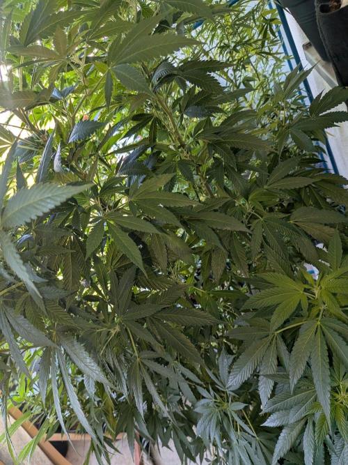 Khalifa Kush | outdoor 2026. Week 24