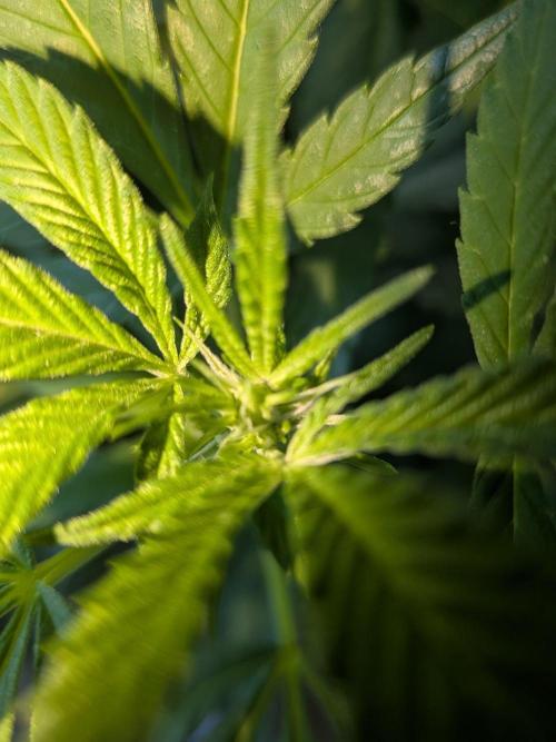 Khalifa Kush | outdoor 2026. Week 24