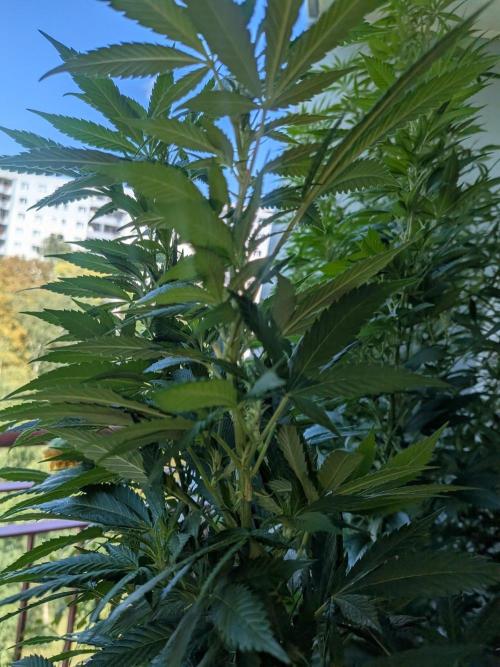 Khalifa Kush | outdoor 2026. Week 24