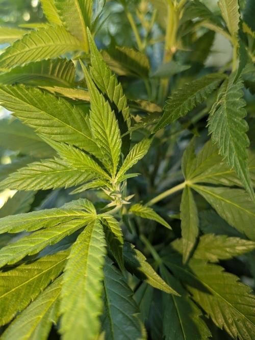 Khalifa Kush | outdoor 2026. Week 24