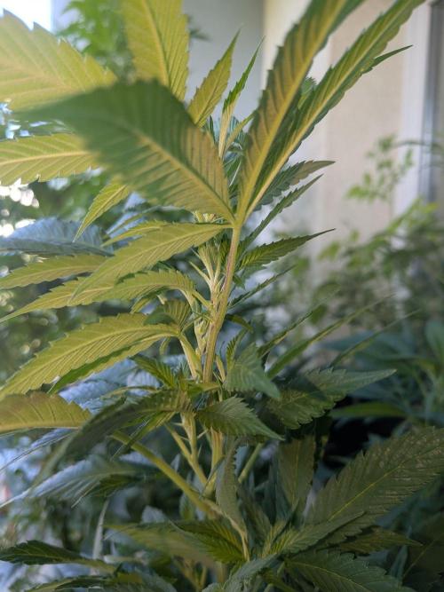 Khalifa Kush | outdoor 2026. Week 24