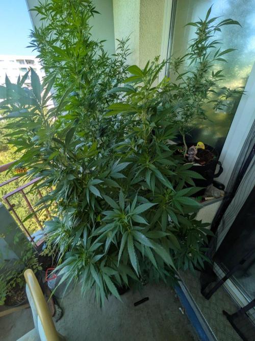 Khalifa Kush | outdoor 2026. Week 24