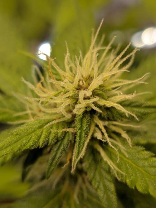 Dark Lemonade 🍋 Auto. Week 7
