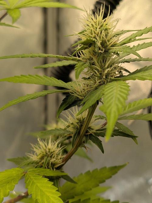 Dark Lemonade 🍋 Auto. Week 7