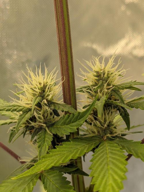 Dark Lemonade 🍋 Auto. Week 7
