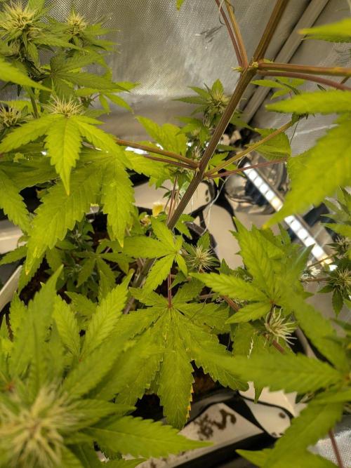 Dark Lemonade 🍋 Auto. Week 7