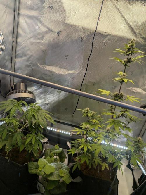 Dark Lemonade 🍋 Auto. Week 8