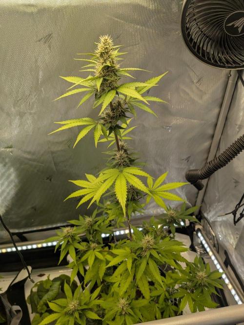 Dark Lemonade 🍋 Auto. Week 8