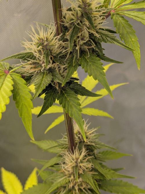 Dark Lemonade 🍋 Auto. Week 8
