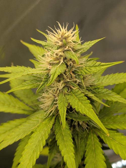 Dark Lemonade 🍋 Auto. Week 8