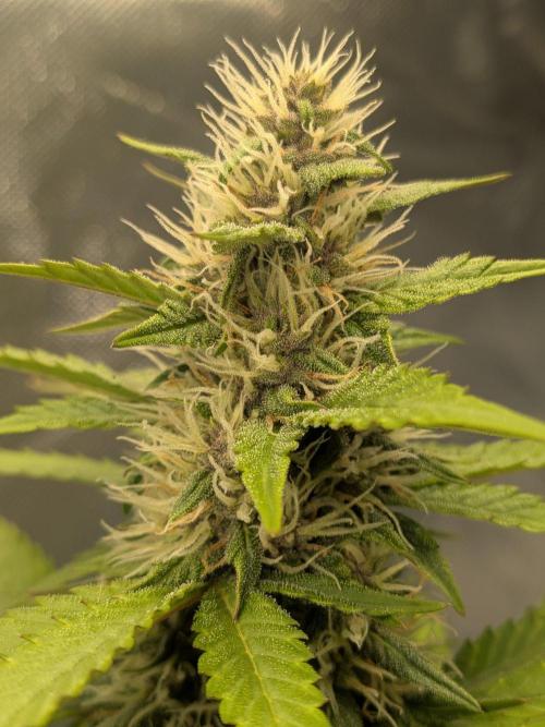 Dark Lemonade 🍋 Auto. Week 8