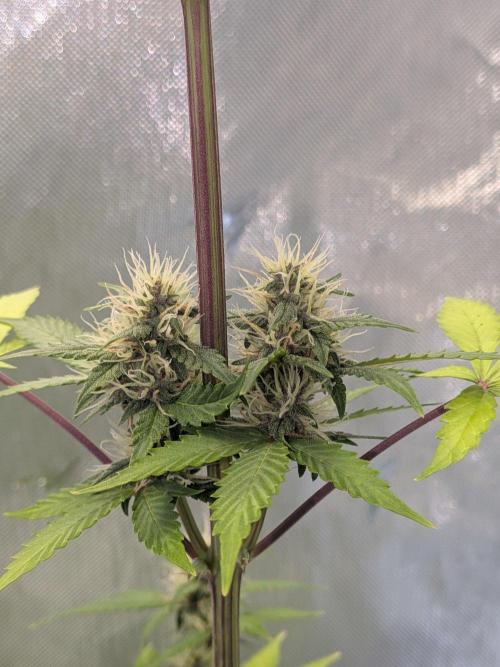 Dark Lemonade 🍋 Auto. Week 8