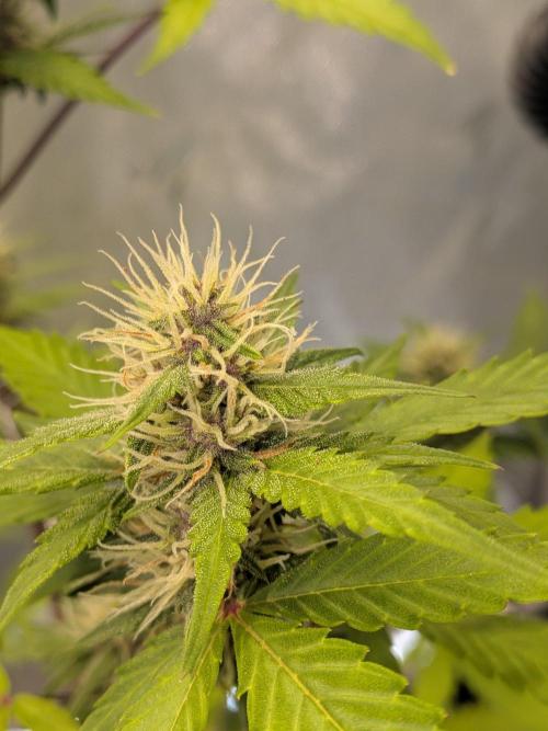Dark Lemonade 🍋 Auto. Week 8