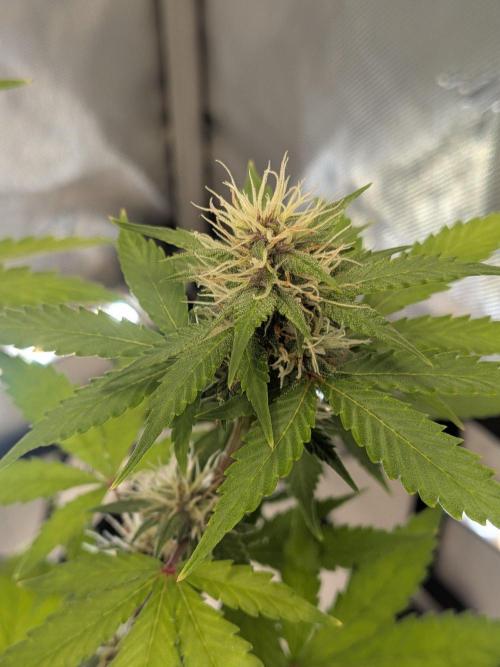 Dark Lemonade 🍋 Auto. Week 8