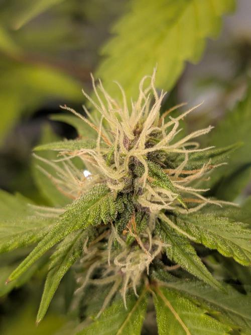 Dark Lemonade 🍋 Auto. Week 8