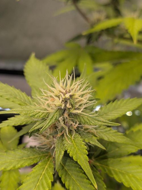 Dark Lemonade 🍋 Auto. Week 8