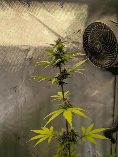 Dark Lemonade 🍋 Auto. Week 8