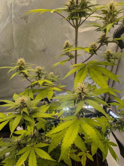 Dark Lemonade 🍋 Auto. Week 8