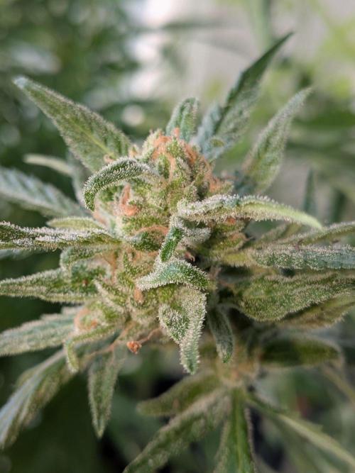 Strawberry Banana 🍌 Sun-Smash. Week 18