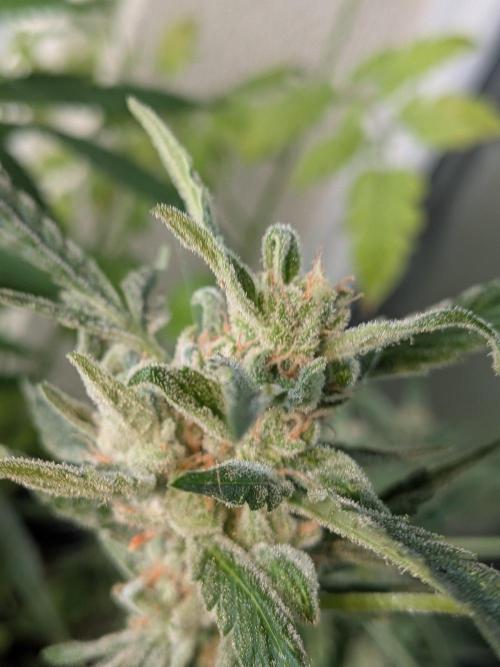 Strawberry Banana 🍌 Sun-Smash. Week 18