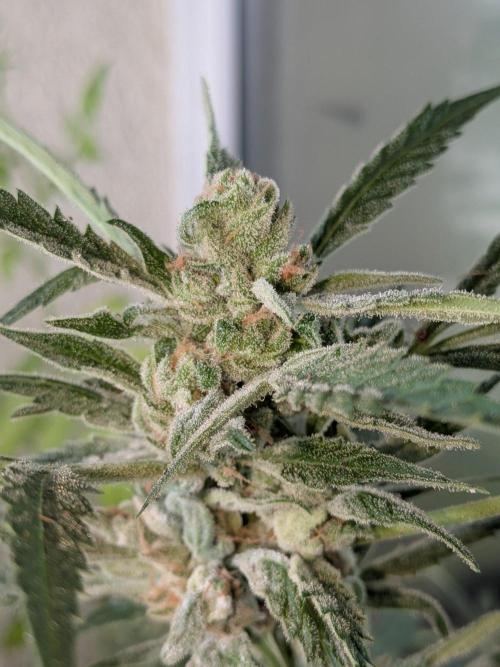 Strawberry Banana 🍌 Sun-Smash. Week 18