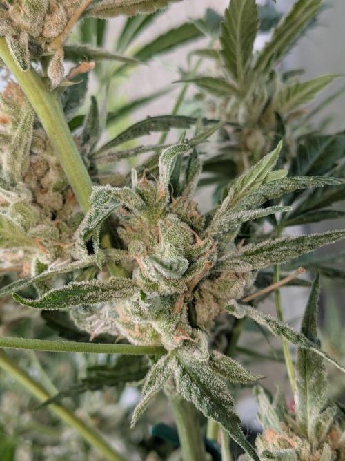 Strawberry Banana 🍌 Sun-Smash. Week 18