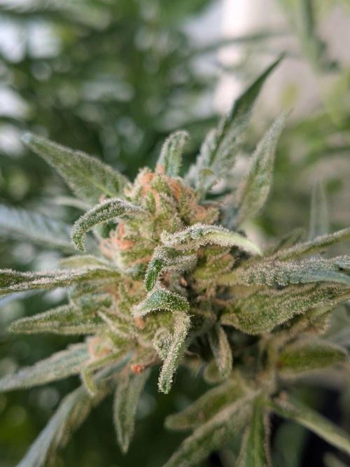 Strawberry Banana 🍌 Sun-Smash. Week 18