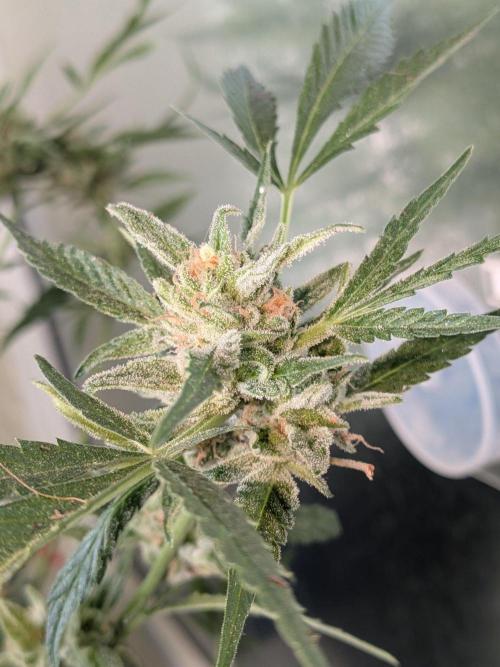 Strawberry Banana 🍌 Sun-Smash. Week 18