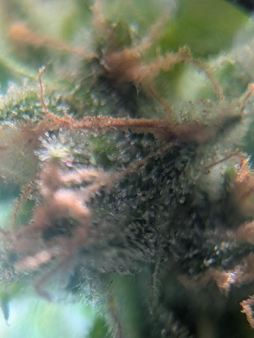 Strawberry Banana 🍌 Sun-Smash. Week 18