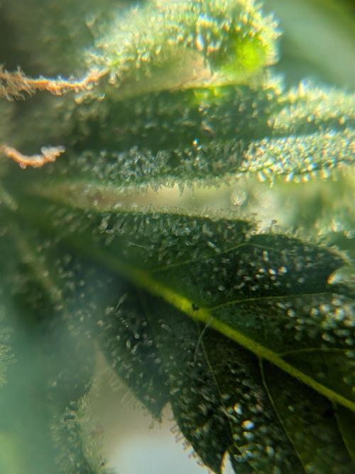 Strawberry Banana 🍌 Sun-Smash. Week 18