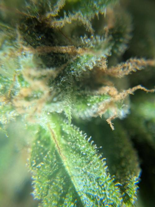 Strawberry Banana 🍌 Sun-Smash. Week 18