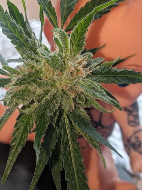 Strawberry Banana 🍌 Sun-Smash. Week 18