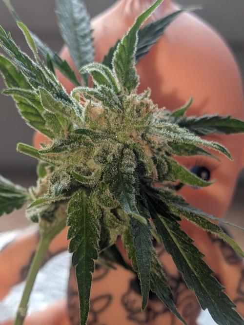 Strawberry Banana 🍌 Sun-Smash. Week 18