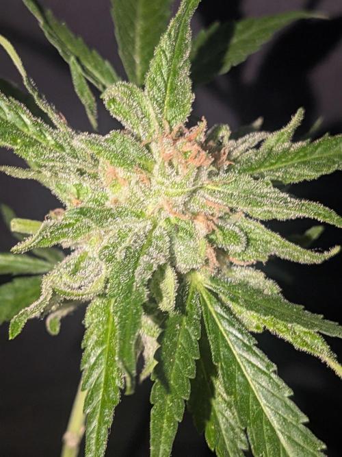 Strawberry Banana 🍌 Sun-Smash. Week 18