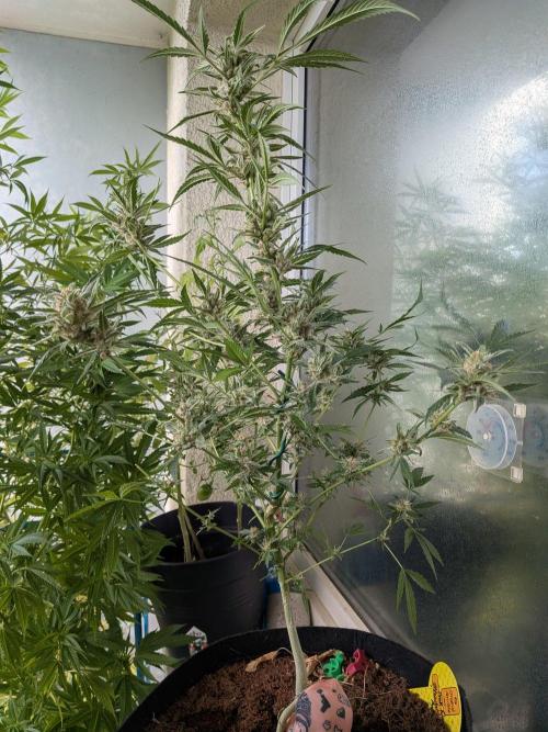 Pink Rozay x Strawberry Banana Auto. Week 18