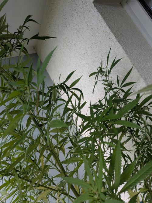 RS11(C) | GanjaFarmer. Week 24