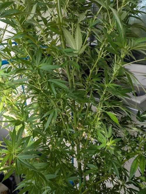 Cocos Premium. Week 24