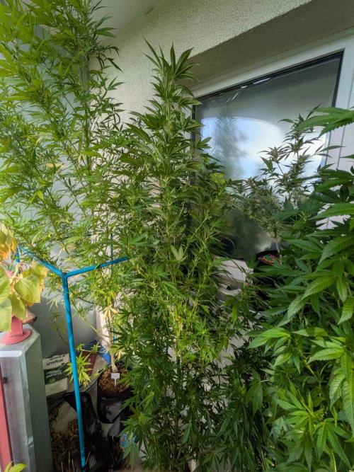 Cocos Premium. Week 24
