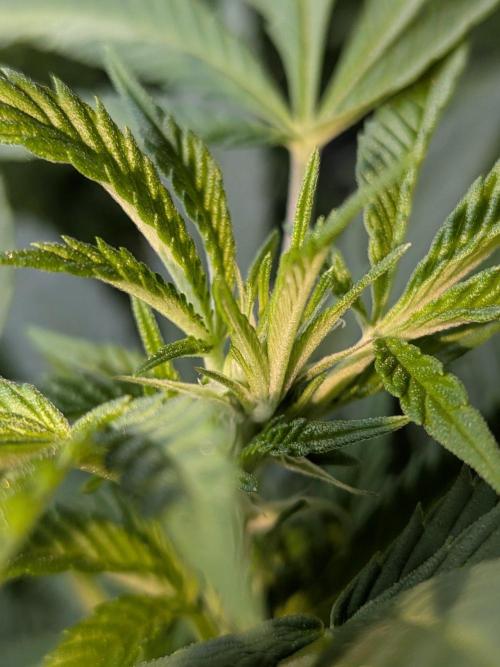 Khalifa Kush | outdoor 2026. Week 25