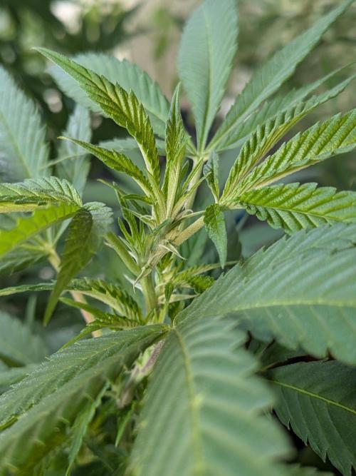 Khalifa Kush | outdoor 2026. Week 25